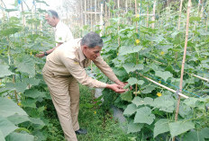 Melon dan Timun Jadi Andalan Program Ketahanan Pangan Desa Sikanco Cilacap