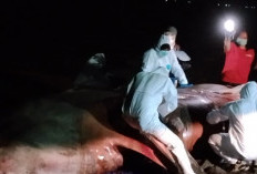 Kerahkan Alat Berat, Hiu Totol Dikubur Dalam Lubang 4x7 Meter