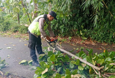 Hujan Deras dan Angin Kencang di Kaligondang, Tiga Rumah Rusak Tertimpa Pohon