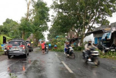 Hujan Deras Disertai Angin Kencang Rusak Rumah dan Lumpuhkan Akses Jalan di Purbalingga