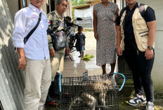 Sempat Gigit Warga Karangreja Cilacap, Monyet Ekor Panjang Diamankan