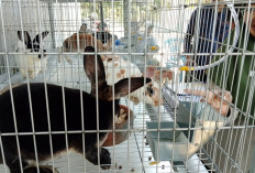 Petani Sumpiuh Pelajari Budidaya Kelinci, Unsoed Purwokerto Kenalkan Pertanian Organik Terpadu