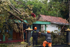 Cuaca Ekstrem Picu 44 Bencana di Banyumas, Puluhan Rumah Rusak, Pohon Tumbang Mendominasi