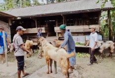 Tiga Pekan Jelang Iduladha, Pesanan Kambing Kurban di Cilacap Meningkat