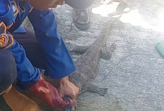 Biawak Masuk Gudang di Banyumas, Reptil Besar Bersembunyi di Tumpukan Kayu