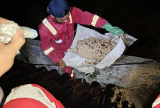 Operasi Tangkap Tawon Dominasi Tugas Damkar Cilacap Selama Februari