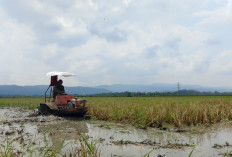 Traktor Perahu di Banyumas Viral, Inovasi Petani Diserbu Warganet