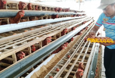 Telur BUMDes Selandaka Banyumas Laris, Harga Murah, Prospek Dikembangkan