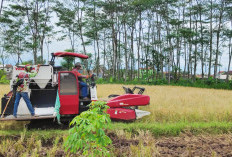 Produksi Beras Purbalingga Masih Surplus 16.761 Ton