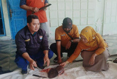 Lebih dari 25 Ribu Hewan Kurban Disembelih di Cilacap
