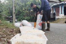 Kolang-Kaling Asli Ujungbarang Cilacap Diminati hingga Luar Kota