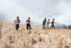 31 Kebakaran Lahan Terjadi di Cilacap dalam 2,5 Bulan, 62,54 Hektare Terdampak