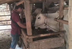 Pakan Ternak Langka, Peternak Kebumen Pilih Jerami Kering