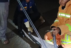 Ular King Cobra Sepanjang 2,5 Meter yang Berada di Atas Plafon Rumah, Gegerkan Warga Salebu