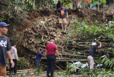 Rumpun 70 Batang Bambu Longsor di Maribaya Purbalingga, Pemotor Luka Sobek di Paha