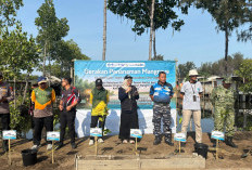 UT Purwokerto dan Ormawa SALUT Tegal Tanam 350 Mangrove di Pantai Batam Sari