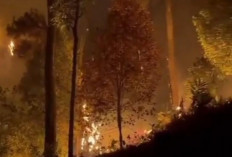 BREAKING! Hutan Lowo Ijo di Desa Langkap Purbalingga Terbakar