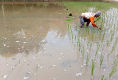 Petani di Banyumas Kekurangan Buruh Tanam, Sawah Ceblungan Juga Terkendala Pendangkalan