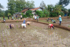 Tanam Duluan Risiko Mengintai, Petani di Banyumas Diminta Siaga Kemarau