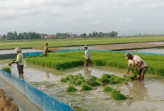 Pemerintah Siapkan Pompa dan Irigasi untuk Hadapi Kemarau di Cilacap