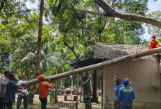 Rumah Numpang di Tanah Orang di Kuntili Sumpiuh Tertimpa Pohon Tumbang
