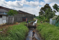 Saluran Bodong Karangjati Banyumas Dibersihkan, Irigasi 40 Hektare Sawah Dipastikan Lancar