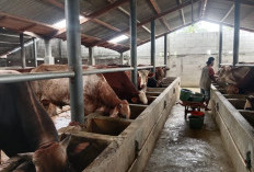 Jelang Iduladha, Permintaan Hewan Kurban di Cilacap Mulai Meningkat