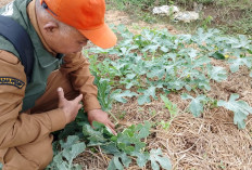 Petani Sumpiuh Banyumas Ronda Lawan Ulat Grayak, Hama Nokturnal Ancam Panen Semangka