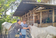 Jelang Idul Adha, 12 Ribu Dosis Vaksin PMK Disiapkan untuk Ternak di Cilacap
