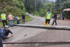 Halangi Jalan, Tiang Listrik Tumbang di Jalan Raya Desa Totogan Dievakuasi 
