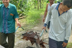 Warga Karangbenda Cilacap Temukan Elang Bondol, Petugas KSDA Lakukan Evakuasi