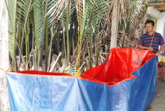 Air Bersih Seret di Nusapule Banyumas, Warga Andalkan Air Hujan 