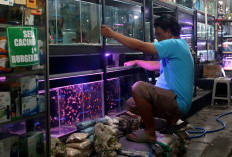 Listrik Padam Pedagang Ikan Hias Purwokerto Terbebani, Genset Jadi Penopang Ribuan Ikan di Mina Restu