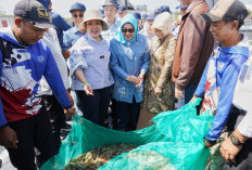 Komisi IV DPR RI Puji Kualitas Udang BUBK Kebumen