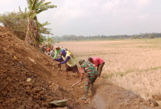 Irigasi Dangkal, Petani Sibrama Banyumas Gali Sedimen, Gotong Royong Pulihkan Pengairan Sawah