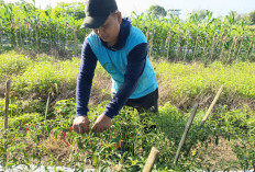 Lulusan Magister Hukum Unnes Pilih Fokus Tanam Cabai, Menjadi Petani Adalah Panggilan Hati