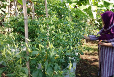 Kecamatan Sumpiuh Banyumas Perkuat Program Kecamatan Berdaya, Anggaran Rp30 Juta, Fokus Pertanian dan Sosial