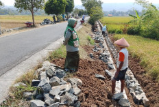 Panen Kurangi Pekerja RJIT Lebeng Banyumas, Proyek Irigasi Tersier Tetap Dikebut