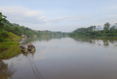 Kondisi Sungai Serayu di Banyumas Berangsur Pulih, Air Tak Lagi Pekat, Ikan Normal Kembali