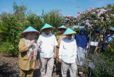 FK UMP Launching Kebun Kedokteran Herbal, Perkuat Desa Binaan dan Pengabdian Masyarakat Internasional