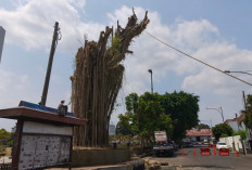 DLH Pangkas Beringin Tua Alun-alun Purwokerto, Pelapukan Batang Picu Kekhawatiran