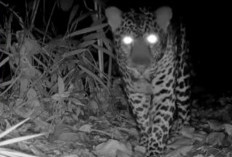 Macan Tutul Jawa Terekam Kamera Jebak di Nusakambangan