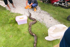 Mengintai di Kandang Unggas, Sanca Empat Meter Berhasil Ditangkap Damkar