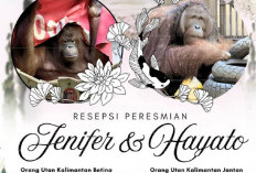 Resepsi Pernikahan Orangutan Kalimantan di Tokyo