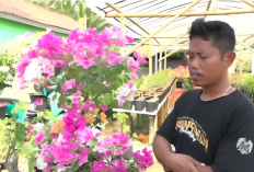 Bougenville, Masih Memiliki Peluang Bagus