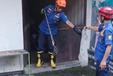 Ular Welang Neurotoksin Diamankan Damkar dari Kantin Dindikbud Purbalingga