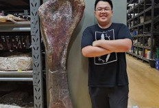 Fosil Dinosaurus Nagatitan Seberat 27 Ton Ditemukan di Thailand