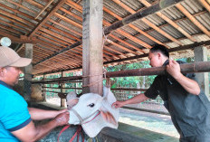 Jelang Idul Adha, Stok Sapi di Cilacap Dipastikan Aman