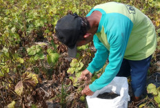 Harga Kacang Hijau Masih Rp15 Ribu, Petani Somagede Banyumas Harap Nilai Jual Komoditas Naik