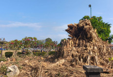 Beringin Tua Alun-Alun Purwokerto Ditebang, Pohon Pengganti Ditanam Desember